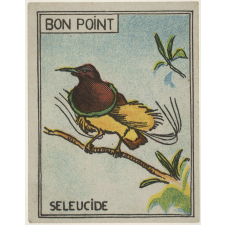 Séleucide : un oiseau