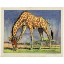 La girafe