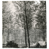 Camping dans les bois. 