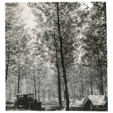 Camping dans les bois. 