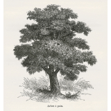 Le Robinson des Antilles. Aventures d'Owen Evans abandonné en 1789 dans une île déserte des Antilles.