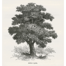 Le Robinson des Antilles. Aventures d'Owen Evans abandonné en 1789 dans une île déserte des Antilles.