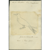 Taxinomie du sterne pierregarin