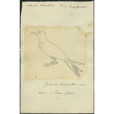 Taxinomie du sterne pierregarin