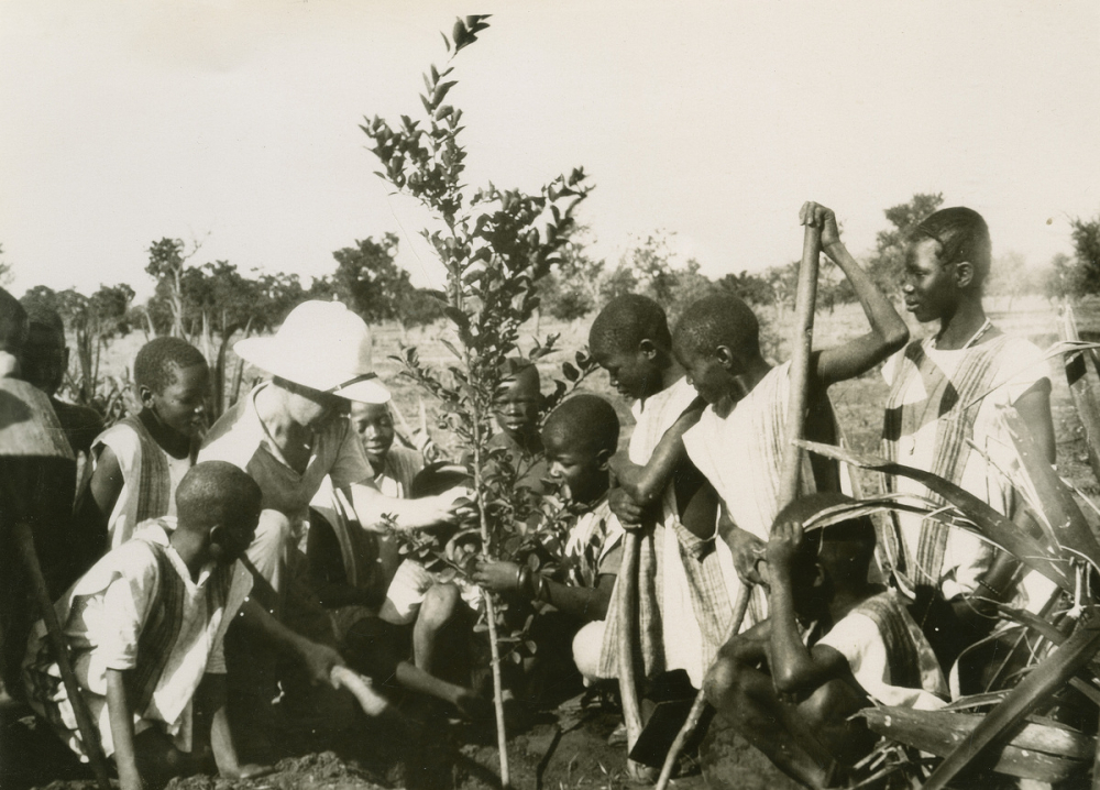 École de Kaya (Haute Volta devenue Burkina Faso). Travaux pratiques. Mise en place d'un arbre citronnier