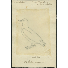 Taxinomie de l'autruche