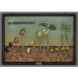 La Germination