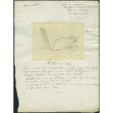 Taxinomie du loir commun (mammifère)