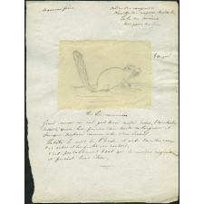 Taxinomie du loir commun (mammifère)