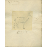 Taxinomie du chamois (mammifère)