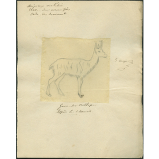 Taxinomie du chamois (mammifère)