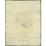 Taxinomie du vautour