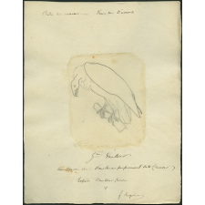 Taxinomie du vautour