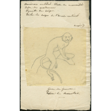Taxinomie d'un singe du genre des guenons