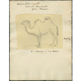 Taxinomie du chameau à deux bosses (mammifère)