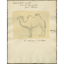 Taxinomie du chameau à deux bosses (mammifère)