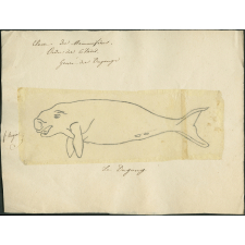 Taxinomie du dugong (mammifère, cétacé)