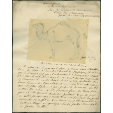 Taxinomie du chameau à une seule bosse (mammifère)