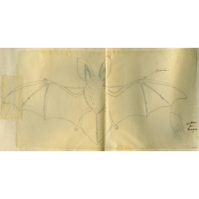 Chauve-souris