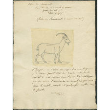 Taxinomie de la chèvre égagre (mammifère)