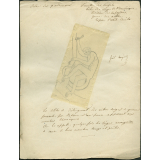 Taxinomie de l'atèle (mammifère)