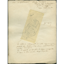 Taxinomie de l'atèle (mammifère)