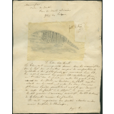 Taxinomie du tatou (mammifère)