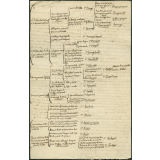 Embranchement des singes (classification scientifique des espèces)