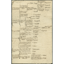 Embranchement des singes (classification scientifique des espèces)