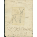 Taxinomie de l'antilope (mammifère)