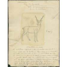 Taxinomie de l'antilope (mammifère)