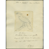 Taxinomie du faucon