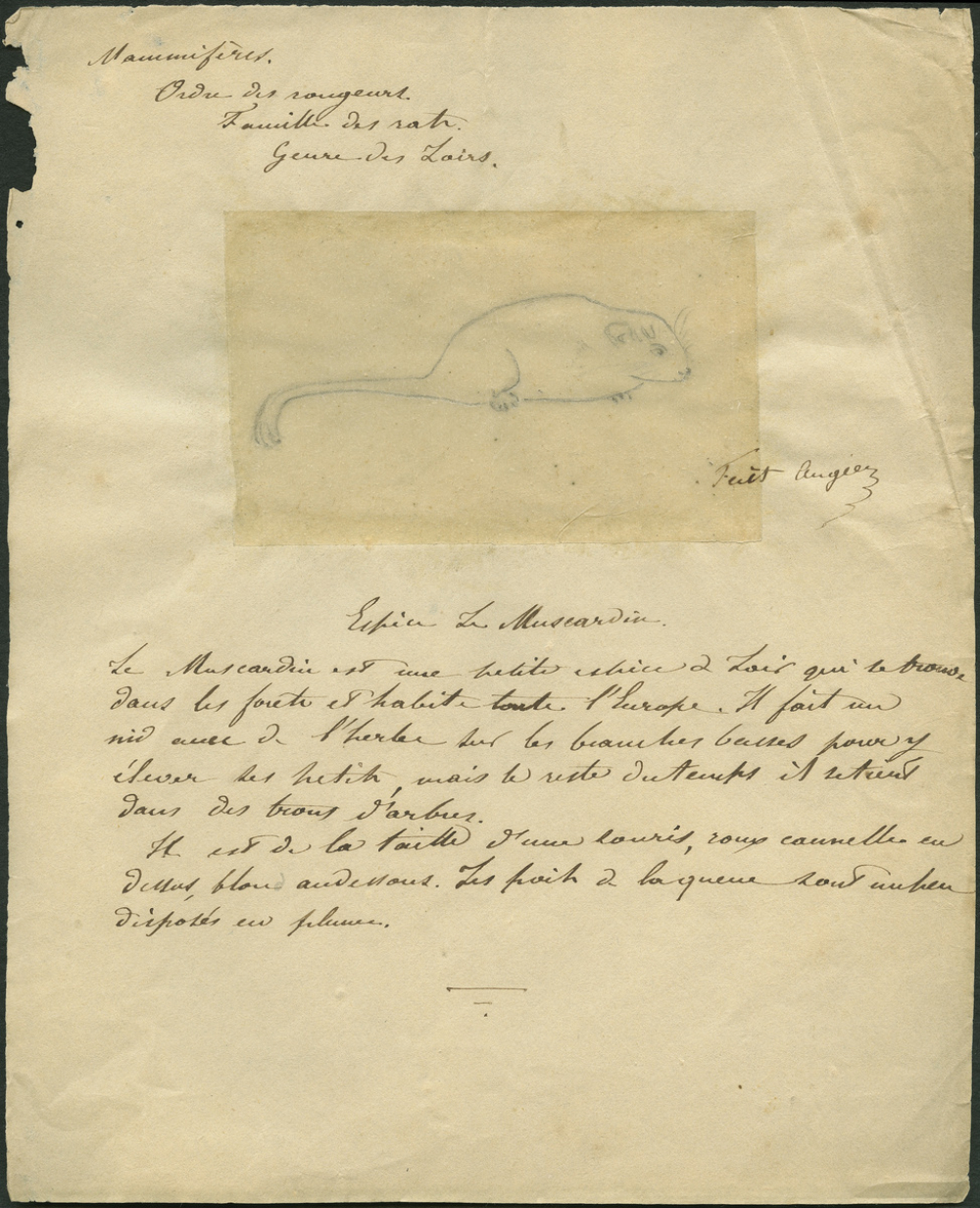 Taxinomie du muscardin