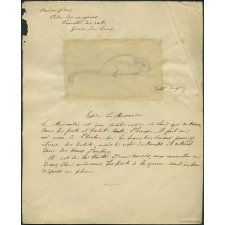 Taxinomie du muscardin