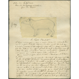 Taxinomie du tapir d'Amérique