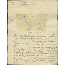 Taxinomie du tapir d'Amérique