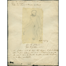 Taxinomie de gibbon noir (mammifère)