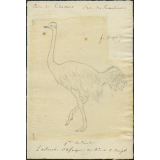 Taxinomie de l'autruche