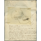 Taxinomie des singes de l'ancien continent (tête d'orang-outang jeune)