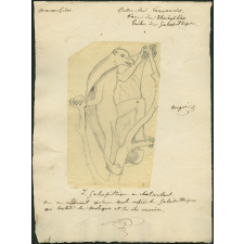 Taxinomie du galéopithèque (mammifère)