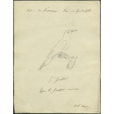 Taxinomie du guerpier commun
