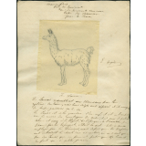 Taxinomie du lama (mammifère)