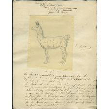 Taxinomie du lama (mammifère)