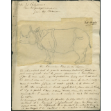 Taxinomie du rhinocéros