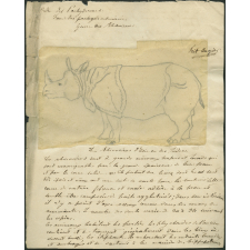 Taxinomie du rhinocéros