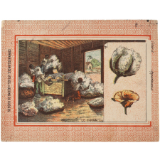Le Coton - Connaissances utiles et leçons de choses n°6.