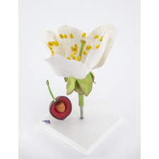 Fleur de cerisier avec fruit