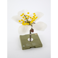 Fleur de cerisier