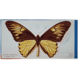 Image. Papillon