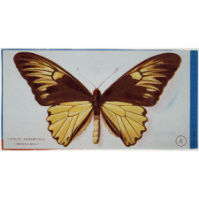 Image. Papillon